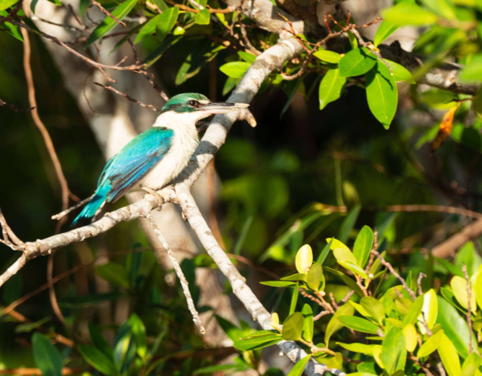 Collared Kingfisher